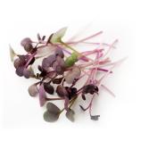 Microgreens-sæt