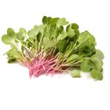 Microgreens-sæt
