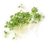Microgreens-sæt