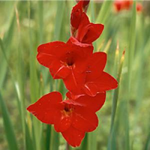 Sygdomme i gladiolusknolde