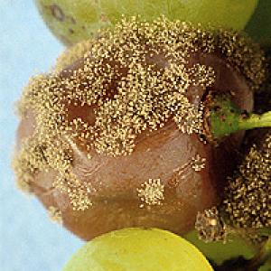 Botrytis (gråskimmel) på vinstokken