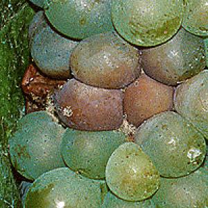 Botrytis (gråskimmel) på vinstokken