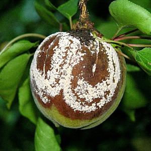 Monilia-svampesygdom, der forårsager visning af blomster og skud på abrikoser