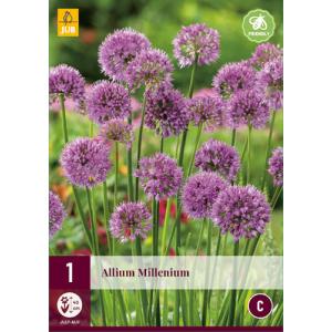 Prydhvidløg ALLIUM MILLENIUM "C"