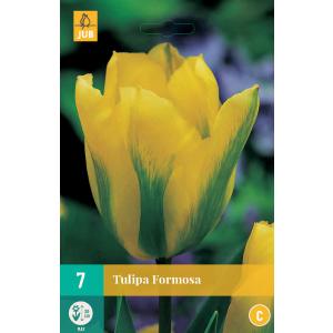 Tulipan Formosa "C"