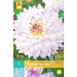 Dahlia CRAZY LOVE "B"