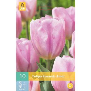 Tulipan Synaeda Amor "C"