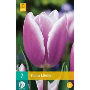 Tulipan Librije "C"