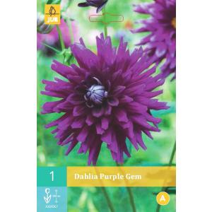 Dahlia PURPLE GEM "B"