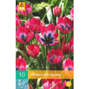 Tulipan Little Beauty "B"
