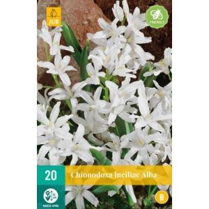 Blåblomst Chionodoxa Lucil. Alba "B"