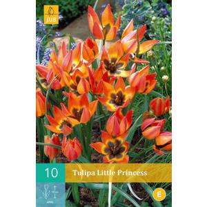 Tulipan Little Princess "C"