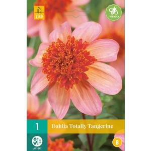 Dahlia TOTALLY TANGERINE "B"