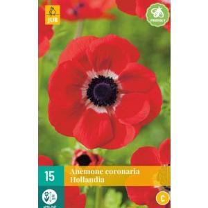 Vindblomst Anemone Coronaria Hollandia "C"