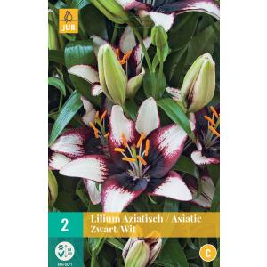 Lilje Asiatic Black White "C"