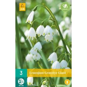 Sneblomst Leucojum Gravetye Giant "B"