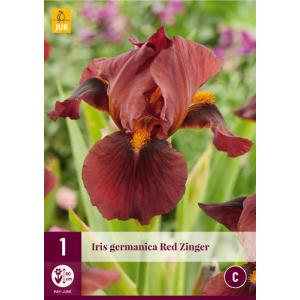 Iris GERMANICA RED ZINGER "C"
