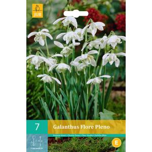 Vintergæk Galanthus Flore Pleno "C"