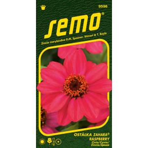 Semo Zinnia Zahara Raspberry 15s
