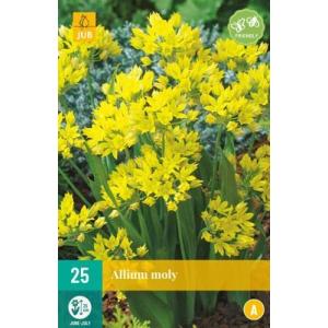 Hvidløg Allium Moly "A"