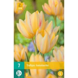 Tulipan Antoinette "C"
