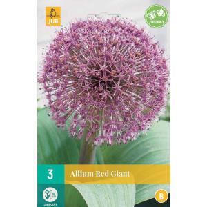 Hvidløg Allium Red Giant "B" 308280