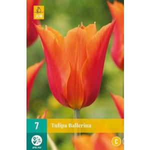 Tulipan Ballerina "C"