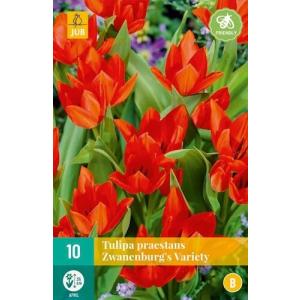 Tulipan Praestans Zwanenburg, sort "B"