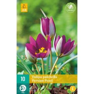 Tulipan Pulchella Persian Pearl "C"