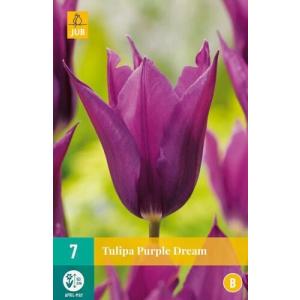 Tulipan Purple Dream "B"