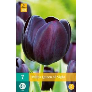 Tulipan Queen of Night "C"