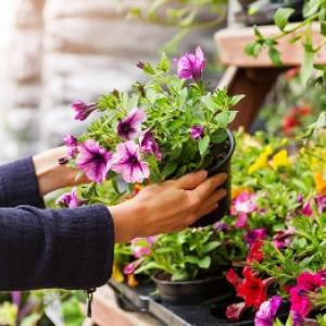 Vil du have smukke sommerblomster? Forberedelsen af kimplanterne er i fuld gang