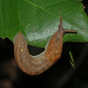 Snegle og Slimdyr