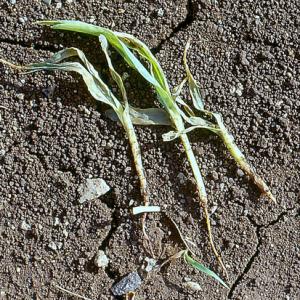 Nedfald af spirende planter