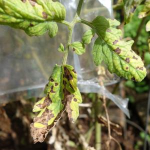 Septoria-plet på tomater