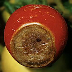 Spidsråd i tomatfrugter