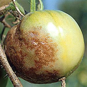 Tomatskimmel