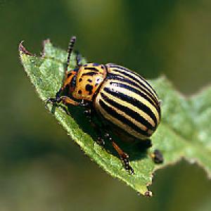 Kartoffelbladlus
