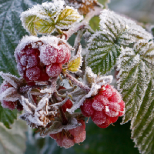 Frostzoner i Slovakiet: Hvor skal man dyrke hvad?