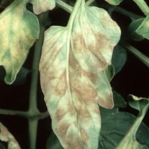 Kladosporia-pletplet på tomater (tomatpletplet)