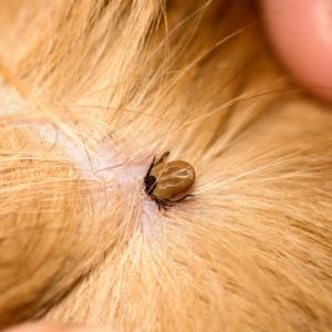 Hvordan beskytter man sin hund bedst mod flåter?