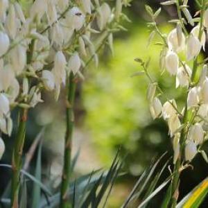 Yucca i hjemmet og i haven: dyrkning og pleje trin for trin