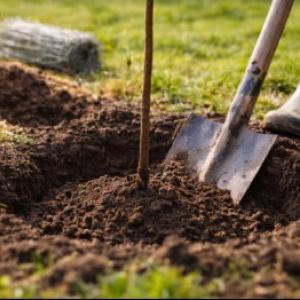 Plantning af frugttræer: en komplet guide til plantning