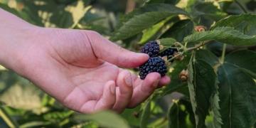 Hvornår skal man plante og beskære blåbær, og hvordan får man et rigt udbytte?