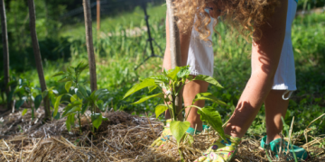 Hvorfor bør man ikke undervurdere mulchning?
