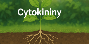 Cytokininer