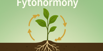 Fytohormoner