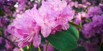 Rhododendron: dyrkning, overvintring og sygdomme – en komplet guide
