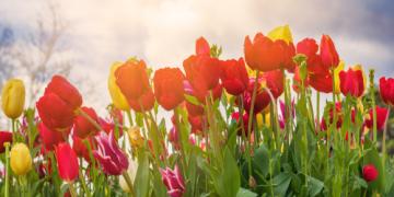 Hvornår skal man plante tulipaner, og hvordan dyrker man dem korrekt?