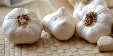Alt om dyrkning af hvidløg – fra plantning til tørring og opbevaring